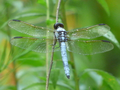 Libellula flavida