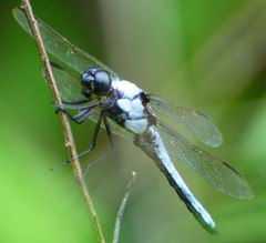 Libellula flavida
