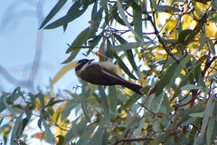 Melithreptus gularis gularis