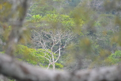 Pteroglossus pluricinctus