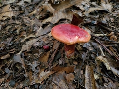 Exsudoporus