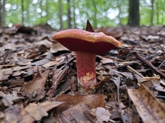 Exsudoporus