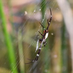 Argiope radon