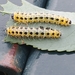 Hairy Poplar Sawfly - Photo (c) Cordula Galarneau, some rights reserved (CC BY-NC), uploaded by Cordula Galarneau