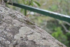 Ponerinae