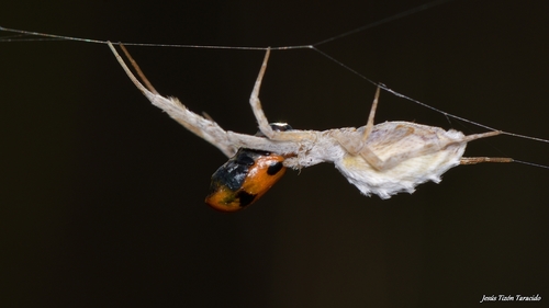 Walckenaer's Feather-legged Spider, Pontevedra, España, photo 8 of 10