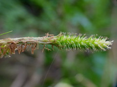 Carex forsteri