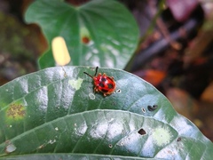 Stenotarsus pardalis