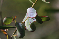 Acacia suaveolens