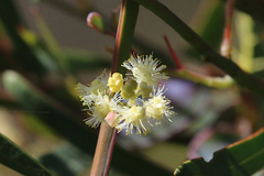 Acacia suaveolens