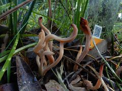 Clavulina vinaceocervina