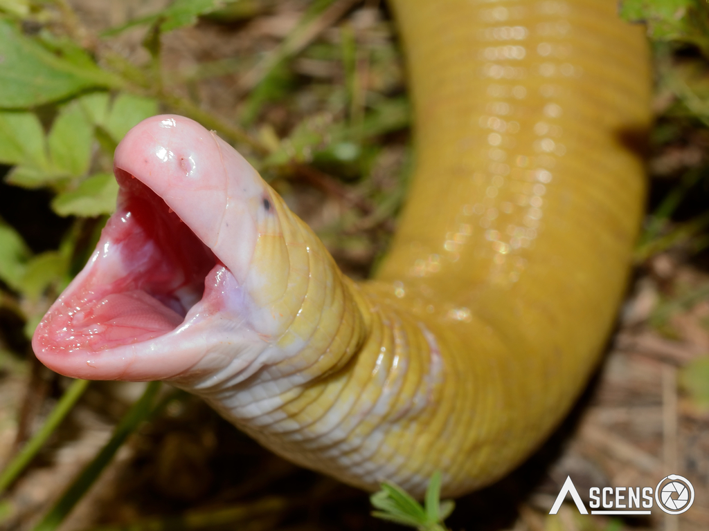 Red Worm Lizard