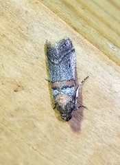 Acrobasis comptella