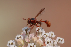 Physocephala texana