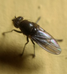 Acalyptratae