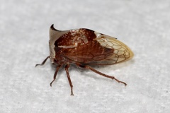 Stictocephala albescens