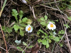 Mazus alpinus