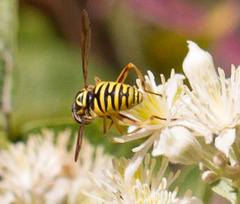 Spilomyia interrupta