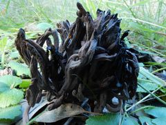 Clavulina vinaceocervina
