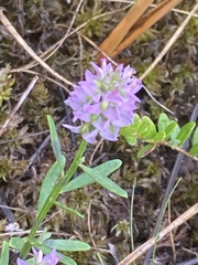 Polygala brevifolia