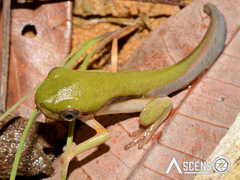 Pithecopus hypochondrialis