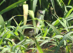 Hapalocrex flaviventer