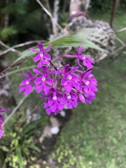 Epidendrum myrianthum