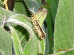 Calliptamus madeirae