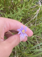 Eurybia spectabilis