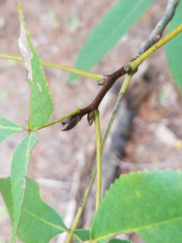 Carolina shagbark hickory