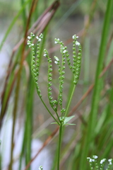 Mitreola