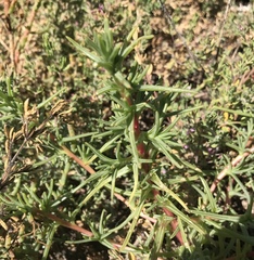 Salsola soda