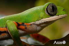 Pithecopus hypochondrialis