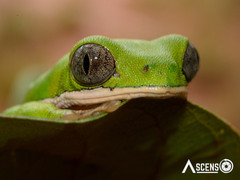 Pithecopus hypochondrialis