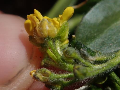 Image of Draba crassa by (c) Nolan Exe, some rights reserved (CC BY)