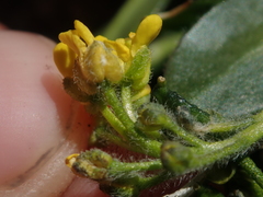 Draba crassa