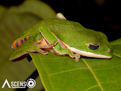 Pithecopus hypochondrialis