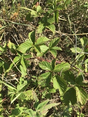 Rubus multifer