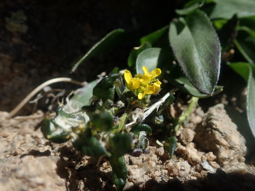 Image of Draba crassa by (c) Nolan Exe, some rights reserved (CC BY)