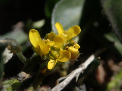 Draba crassa