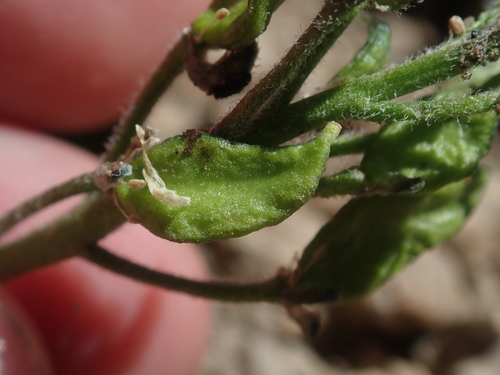 Image of Draba crassa by (c) Nolan Exe, some rights reserved (CC BY)