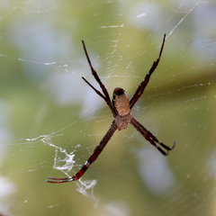 Argiope radon