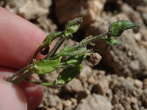 Image of Draba crassa by (c) Nolan Exe, some rights reserved (CC BY)