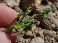 Draba crassa