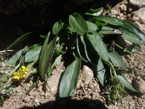 thickleaf draba (Draba crassa)