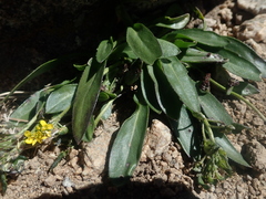 Draba crassa