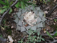 Ariocarpus retusus retusus