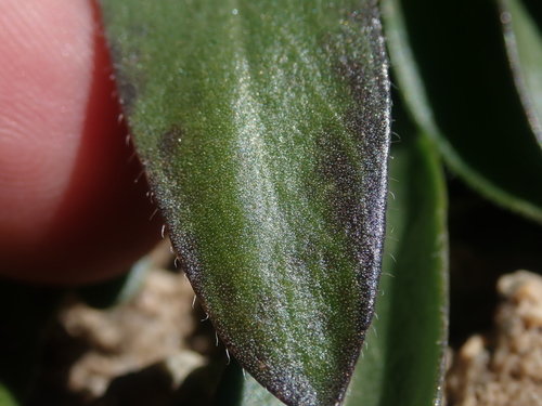 Image of Draba crassa by (c) Nolan Exe, some rights reserved (CC BY)
