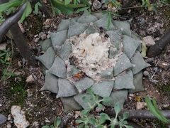 Ariocarpus retusus retusus