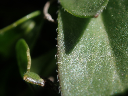 Image of Draba crassa by (c) Nolan Exe, some rights reserved (CC BY)